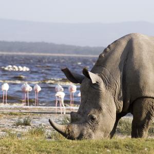 Rhino Experience